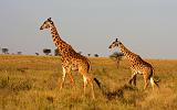 TANZANIA - Serengeti National Park - Giraffe - 8-2